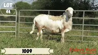Bosveld Meatmaster Auction - Lot 44