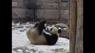 Pandas in Beijing Zoo.wmv