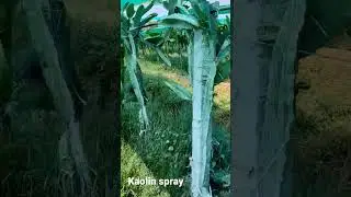 Kaolin spray on Dragonfruit🌵 #dragonfruit #dragonfruitfarming #shorts #yputubeshorts #youtube