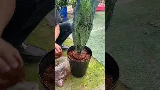 high survival rate of snake plant by doing this! #snakeplant #fertilizer