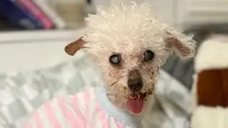 Q-Tip, a Senior Dog Who Lost a Leg and Found Love#rescue #adoptstrays 