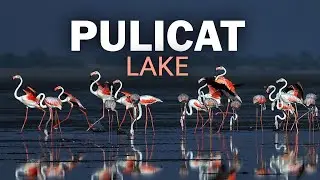 Pulicat Lake