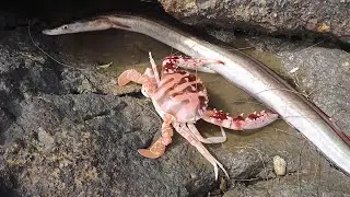 渔妹去峡沟边收蟹笼，迎着大风浪抓到猛货，这上手就打起来了啊