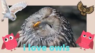 I love owls