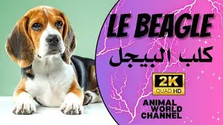 Les Beagles : Un aboiement m&eacute;lodieux et une personnalit&eacute; vive.