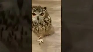 😳Look👀 at the owl🦉 coming running from very close.😳
