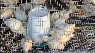 Cornish Cross Chickens from Valley Farms Hatchery: Progress at Two Weeks Old