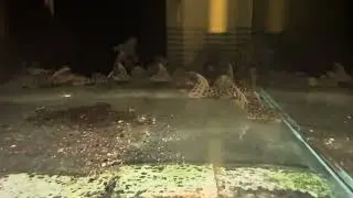 Sims Tropical Fish L114 Leopard Cactus Pleco