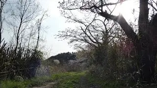 ウグイスたちのさえずりが響き渡る春の池/The Spring Pond Where The Song of The Japanese Bush Warbler Echoes