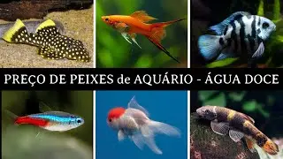 Pre&ccedil;o de PEIXES de AQU&Aacute;RIO   - #aquario #aquarismobrasil