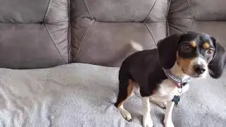 🐶 Cute Dog Angel Gets Super Excited For Treat & Eats Them From Grabber  🐶