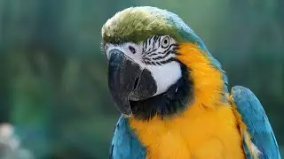 What Happens When Parrots Meet New Friends?