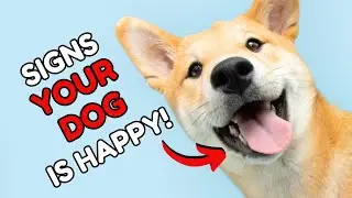 11 Signs Your Dog Is VERY HAPPY And HEALTHY!