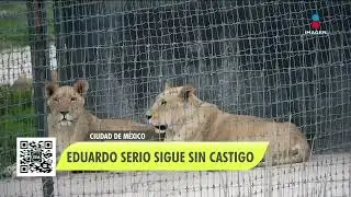 Black Jaguar-White Tiger: due&ntilde;o del santuario sigue sin castigo | Noticias con Francisco Zea