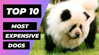 TOP 10 Most EXPENSIVE DOGS in the World | 1 Minute Animals
