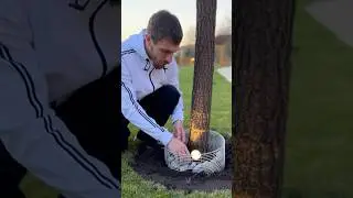 Небольшие круглые габионы вокруг ствола 🌳