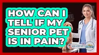 How Can I Tell If My Senior Pet Is In Pain?