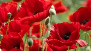 How to grow poppy flower from seeds & care tips  !! winter season flowering plants!! terrace garden
