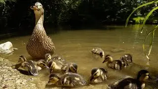 Mama Duck Protecting Ducklings Calling Sounds