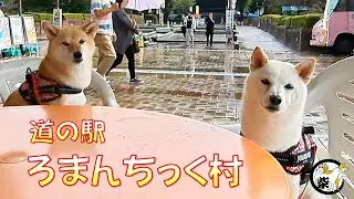 愛犬と行く【道の駅ろまんちっく村】初対面の人になでてもらいに行き満面の笑顔になる柴犬達【柴っこ】