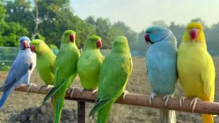Talking Parrot Natural Sounds
