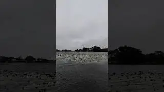 Cold front brings gusty winds to Suntree, Florida! 🌬️🌴 #coldfront #chillyweather #florida  1-22-25