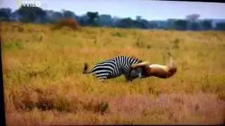 Lion gives a Zebra an RKO