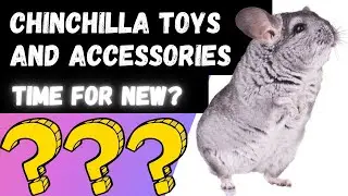 Chinchilla Toys And Accessories (Is It Time For A Change)