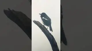 Oriental Magpie Robin at Bharatpur Bird Sanctuary, Keoladeo National Park, Rajasthan