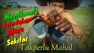 Mengeksporasi Belut-Belut rawa di alam sekitar kita..