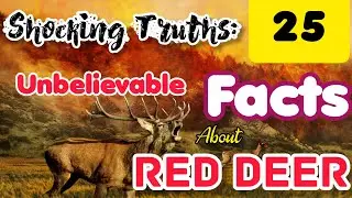 Red Deer Mind Blowing Factspedia | Red Deer Intresting Factspedia | Red Deer Amazing Factspadia