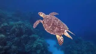 [4k]Underwater scene marine life Serene Meditation Music for Deep Relaxation and Inner Peace 🧘&zwj;♂️
