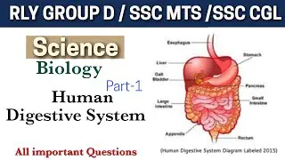 Digestive System all important questions for Groupd D// ssc mts cgl//बस इतना पढ़ लो exam टॉप करोगे।