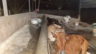 Cow Shiva: LIVE Q&A on Desi Cow Farming! Hen duck live