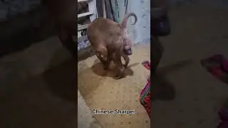 Chinese Sharpei giving birth..