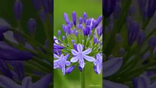 Цветы &mdash; луч красоты. | Flowers are a ray of beauty. - 1