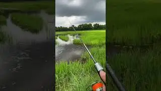 Casting ikan gabus di rawa  #fishing #mamcingliar #mancing #angler #fish #mancingmantap