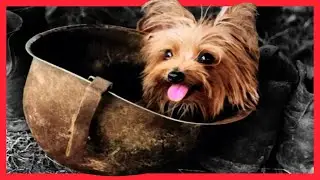 WWII Hero 'Smoky' A Yorkshire Terrier Dog