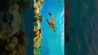 animal life in enjoy full live and natural life 🕊️🌎⚡👑 subscribe to channel