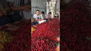 Cherries fruit beautiful natural #harvesting #fruit