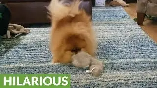 Hilarious Pomeranian cautiously plays with vibrating toy