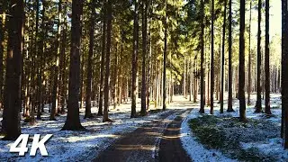 Through The Mushroom Forest - Winter Walk In The Woods No Talking 4k ASMR