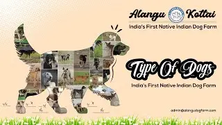 எந்த Dog வாங்கி வீட்டுல வளர்க்கலாம்❓ 🐕 #Typesofdogs #indianbreeds #AlangukottaiDogs #indiandogs