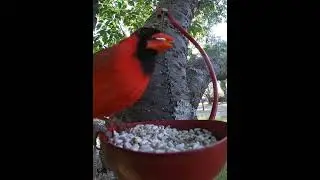 Cardinal Pair Checking Out The Safflower Seeds 