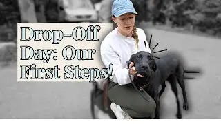 Drop-Off Day Explained! How We Start Your Dog's Training