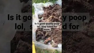 1,000 pounds of rabbit poop, but is it quality? #wormfarming #rabbit #vermicomposting #redwigglers