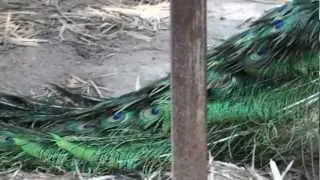 Pavo muticus imperator from Northern Cambodia