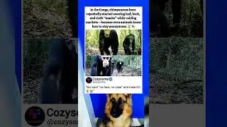 Chimpanzees Go Undercover in Congo 🐒🎭