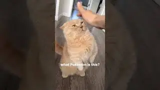 #cat #cats #catvideos #memes #memesdaily #dailycats