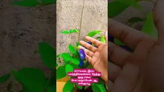 Mother & Baby Sangu Poo Flower blooming #hibiscus #trending @priyajagan4068